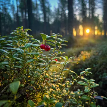 Valokuva aamuisesta metsästä, jossa etualalla on puolukka, johon taustalla oleva auringon valo osuu.