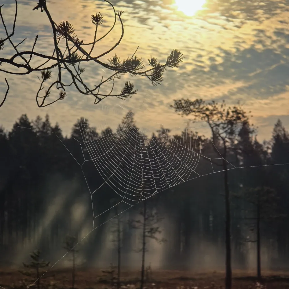 Hämähäkinseitti suomaisemassa lähikuvassa.